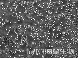 中国仓鼠卵巢癌细胞（CHO-S）