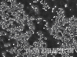 大鼠肾上腺嗜铬细胞瘤细胞(未分化)（PC12）