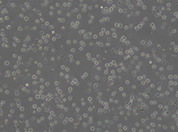 人原髓细胞白血病细胞（HL-60）