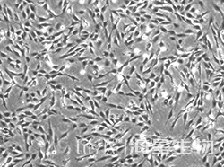 永生化人脑微血管内皮细胞(HCMEC/D3)