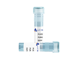 EGFP对照慢病毒，EGFP荧光，Puro抗性