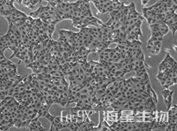 猪肾细胞 (PK15)