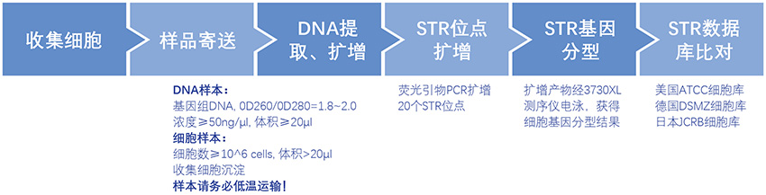 细胞系鉴定服务流程.jpg