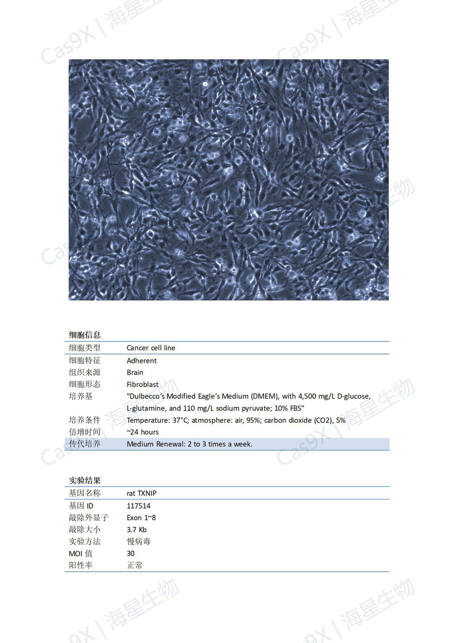 大鼠胶质瘤细胞（C6）TXNIP基因敲除成功案例_01.jpg