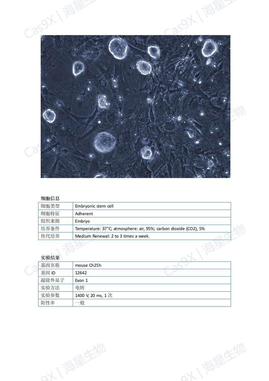 小鼠胚胎干细胞(C57 ES )Ch25h_01.jpg