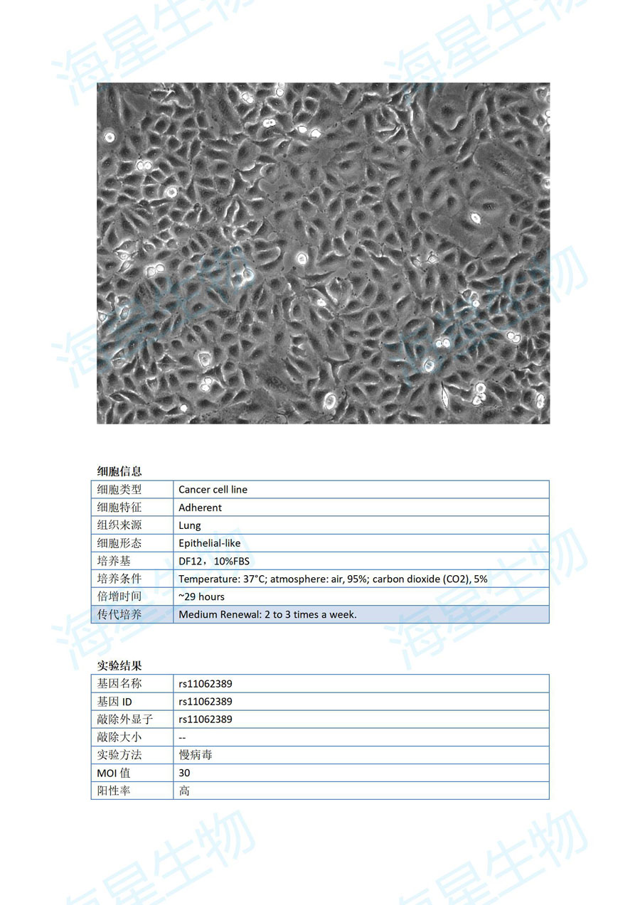 人肺癌细胞（A549）rs11062389.jpg