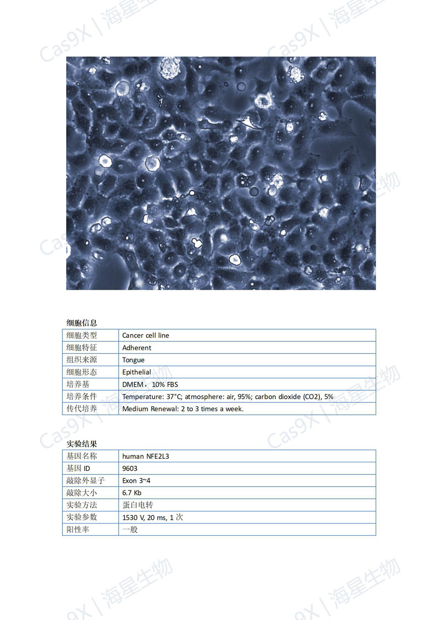 人舌鳞癌细胞(CAL-27 )NFE2L3_01.jpg