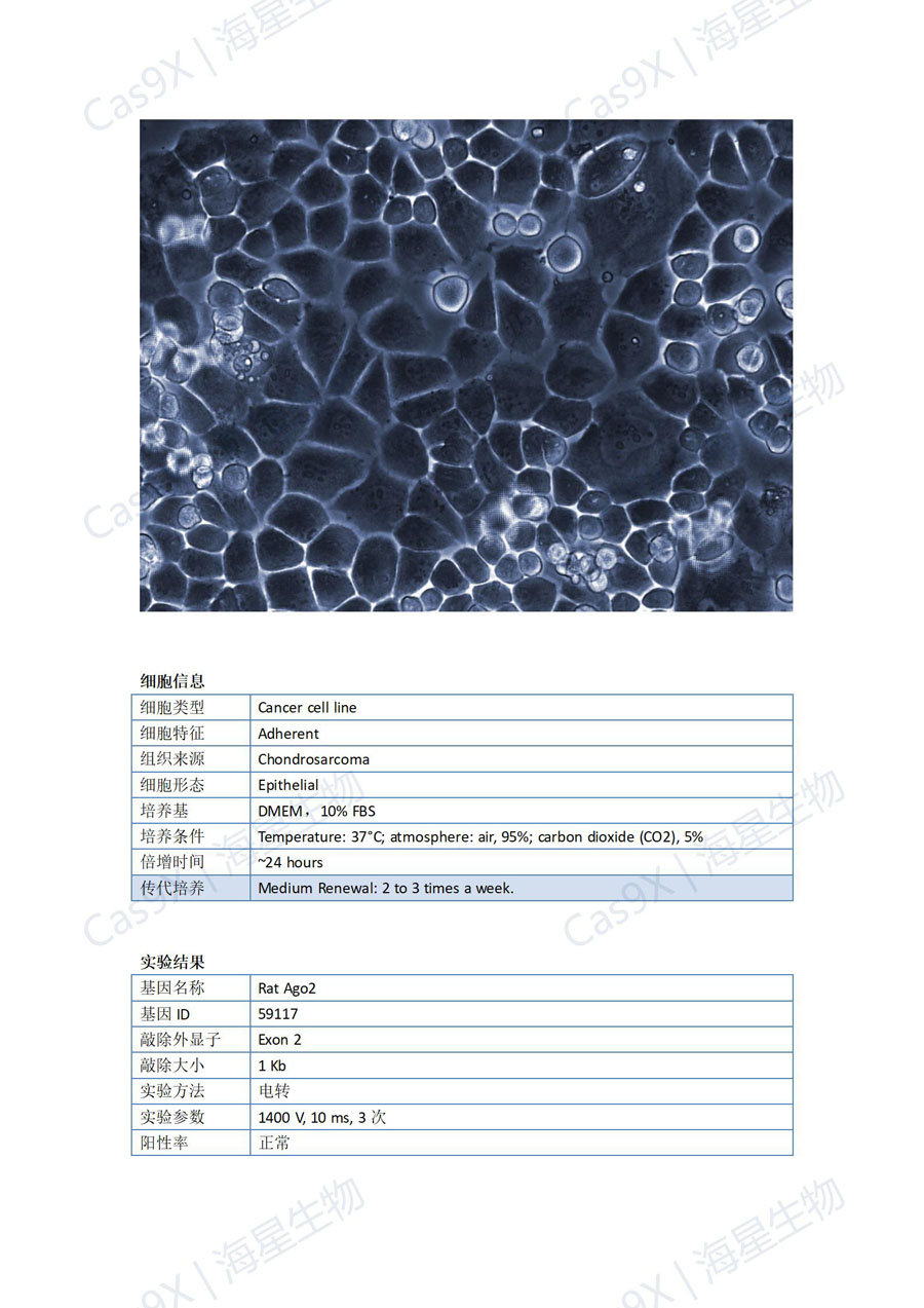 大鼠软骨肉瘤细胞（RCS ）Ago2_01.jpg