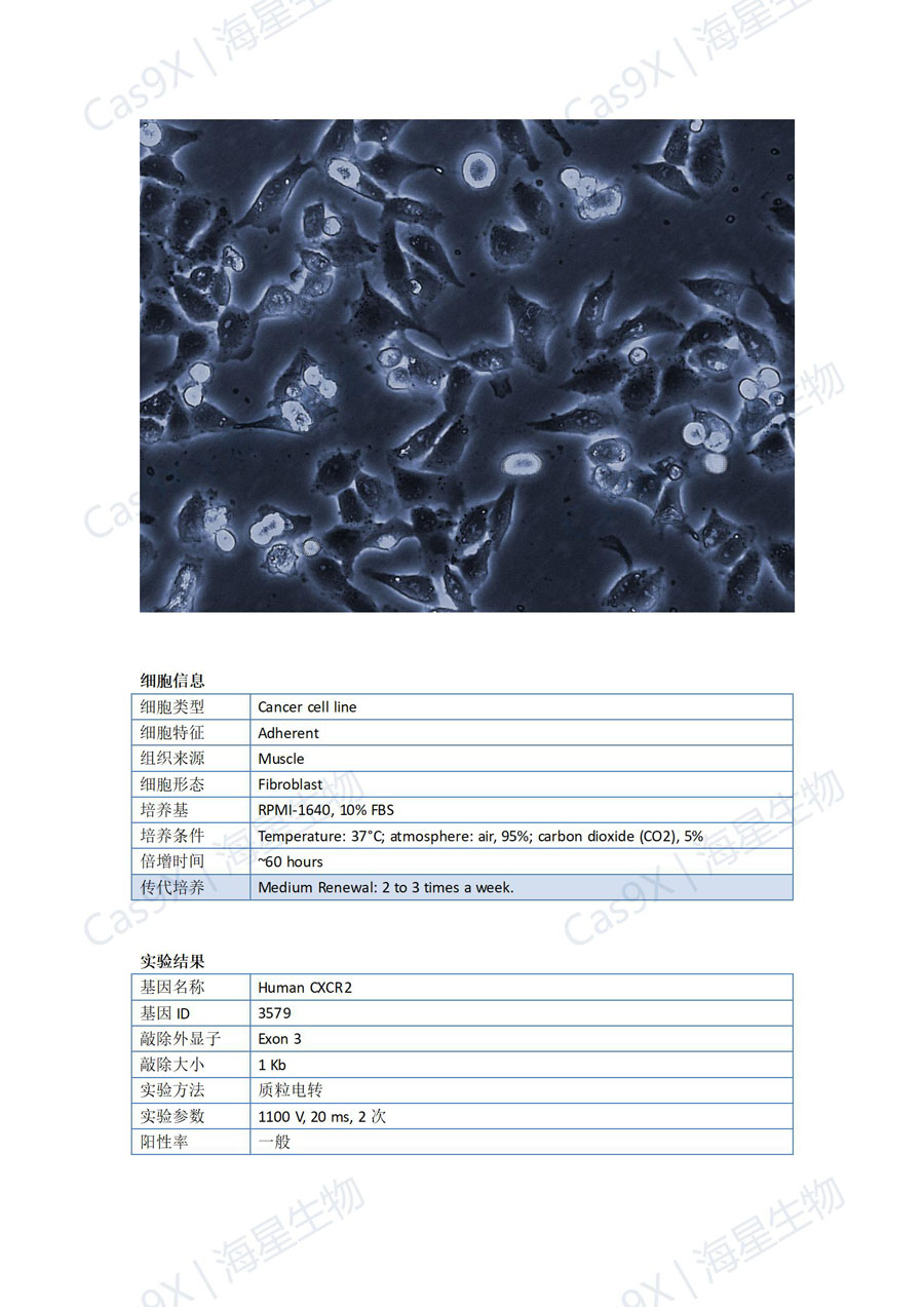 人横纹肌肉瘤细胞(RH30)CXCR2_01.jpg