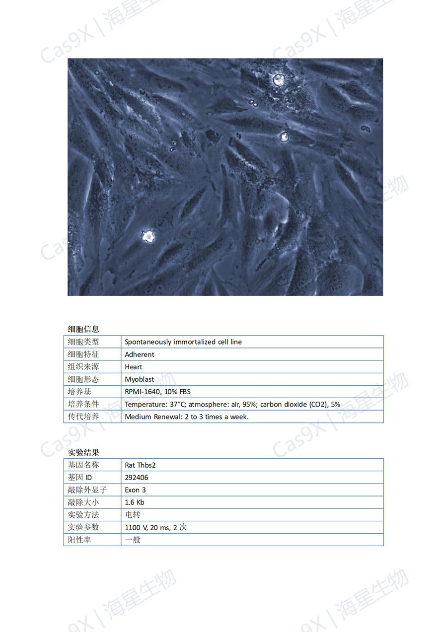 大鼠心肌细胞（H9C2 ）Thbs2_01.jpg