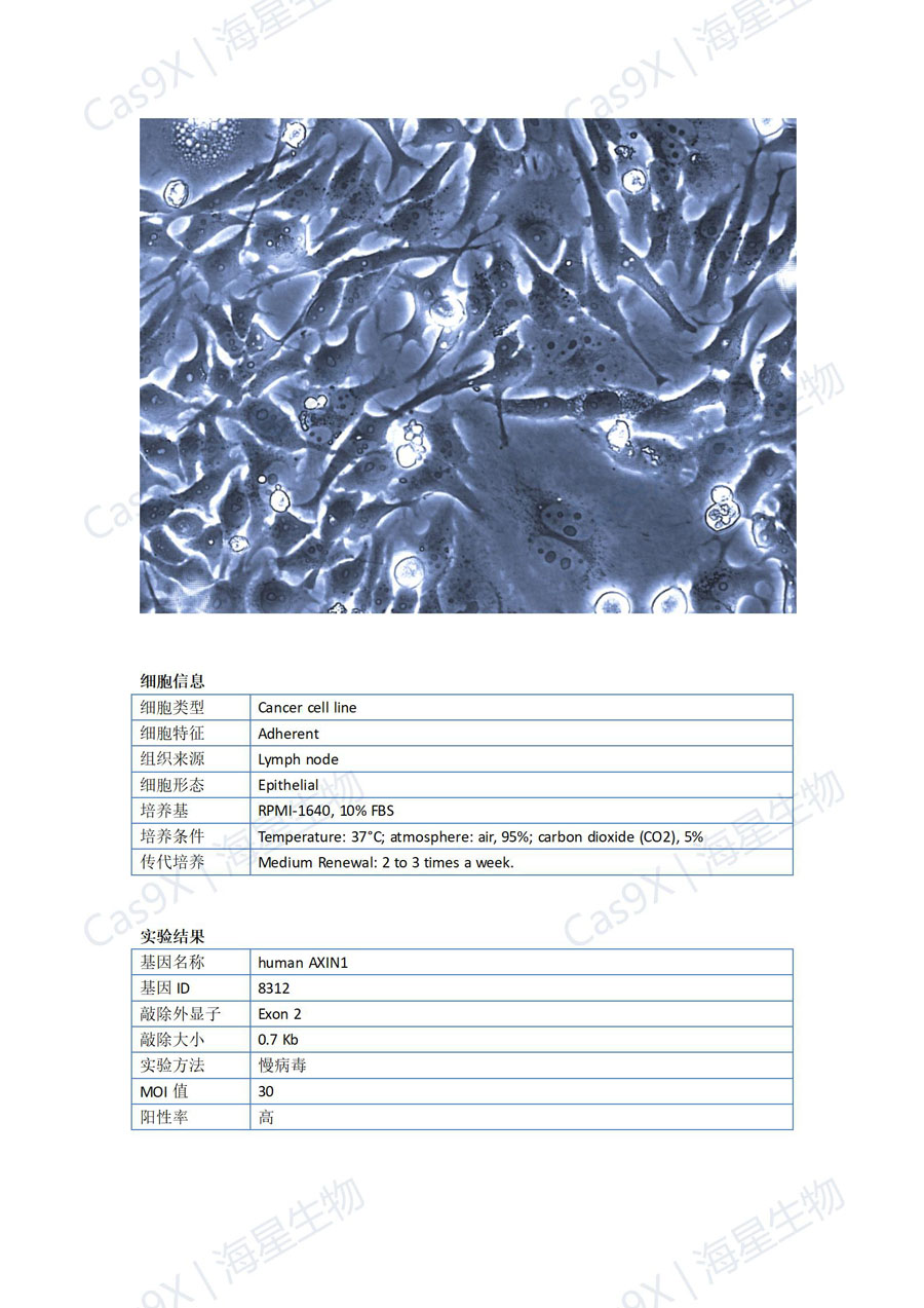 人胃癌细胞(HGC-27 )AXIN1_01.jpg