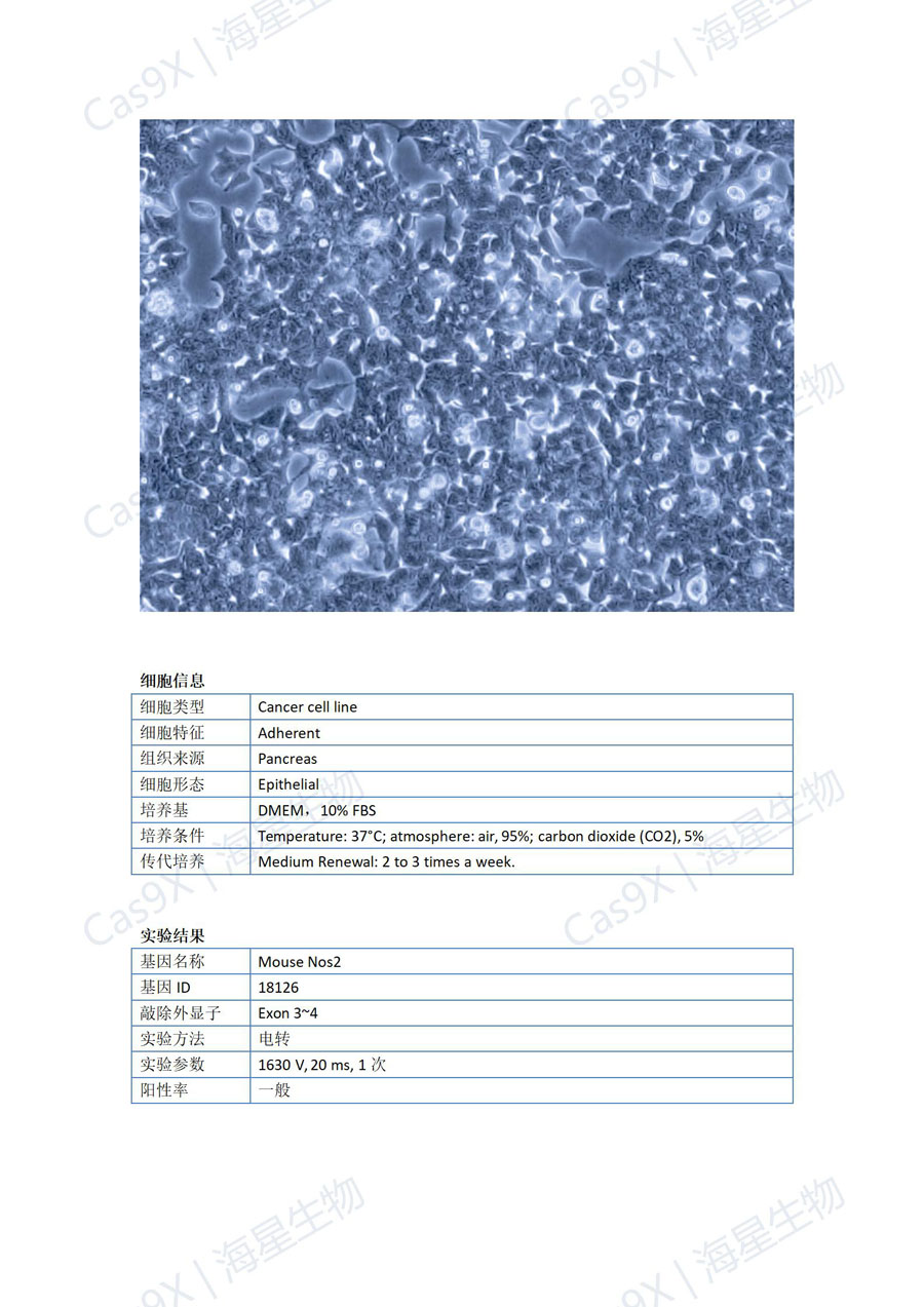 小鼠胰腺腺泡细胞(266-6 )Nos2_01.jpg