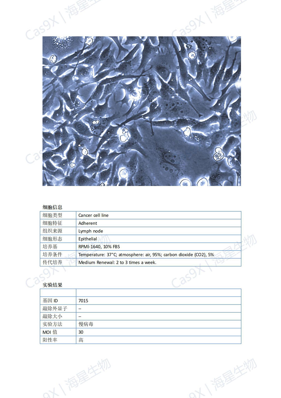人胃癌细胞(HGC-27 )TERT 基因点突变成功案例_01.jpg