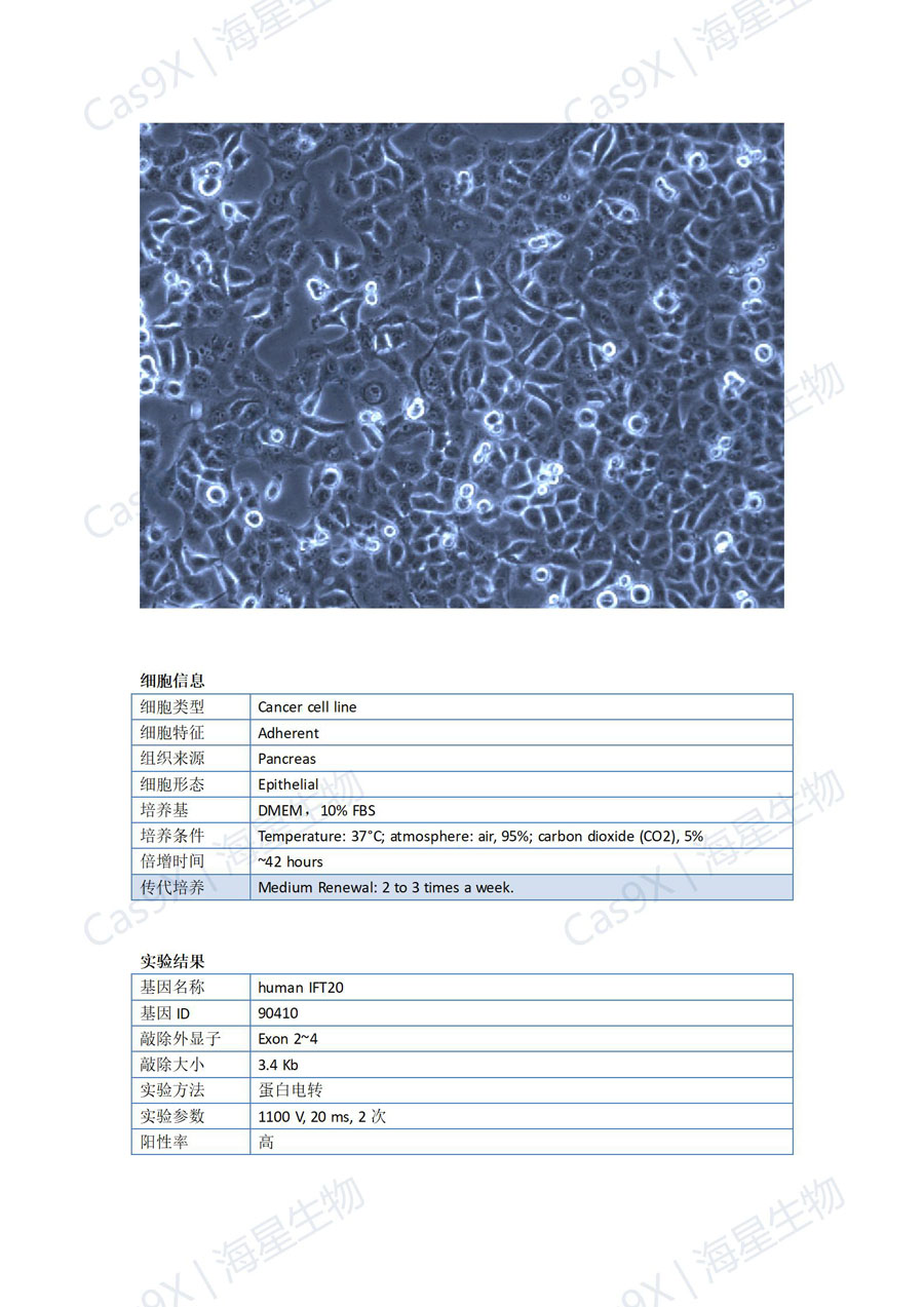 人胰腺癌细胞(PANC-1)IFT20_01.jpg