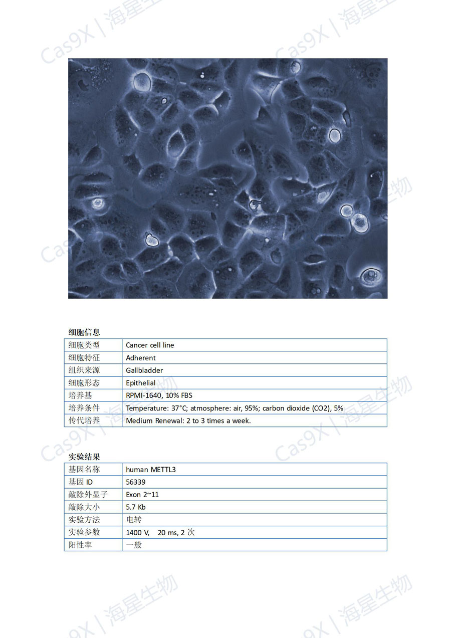人胆管癌细胞(HuCCT1 )METTL3_01.jpg