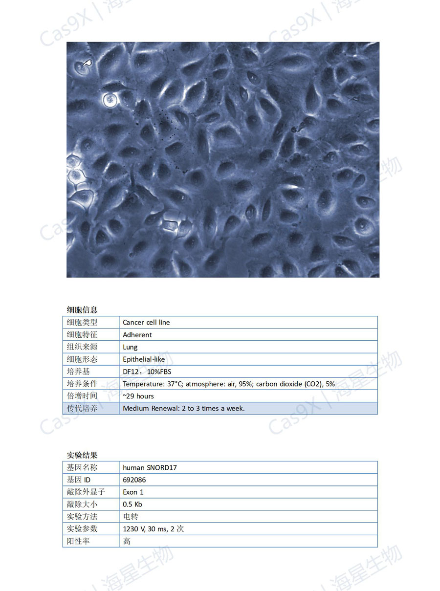 人肺癌细胞（A549 ）SNORD17.jpg