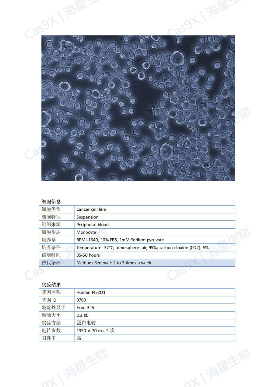 人急性单核细胞白血病细胞（THP-1）PIEZO1_01.jpg