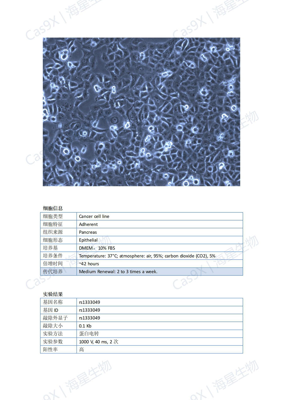 人胰腺癌细胞(PANC-1)rs1333049_01.jpg