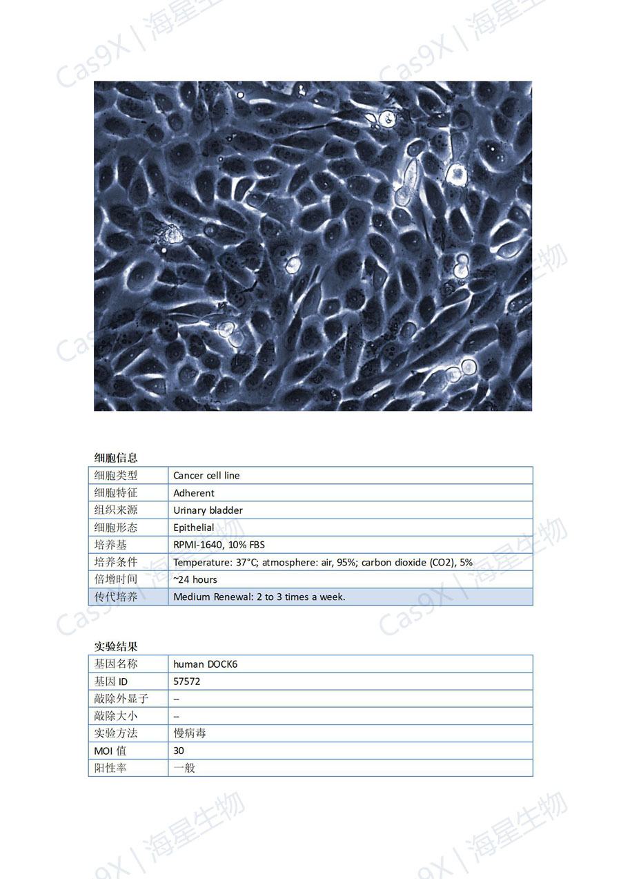 人膀胱癌细胞(5637 )DOCK6基因点突变成功案例_01.jpg