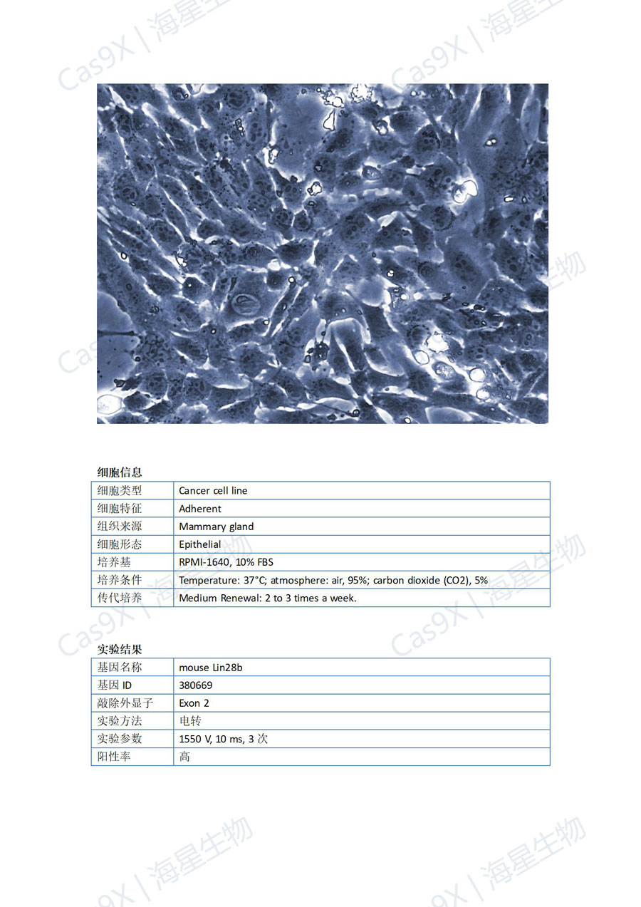 小鼠乳腺癌细胞(4T1 )Lin28b_01.jpg
