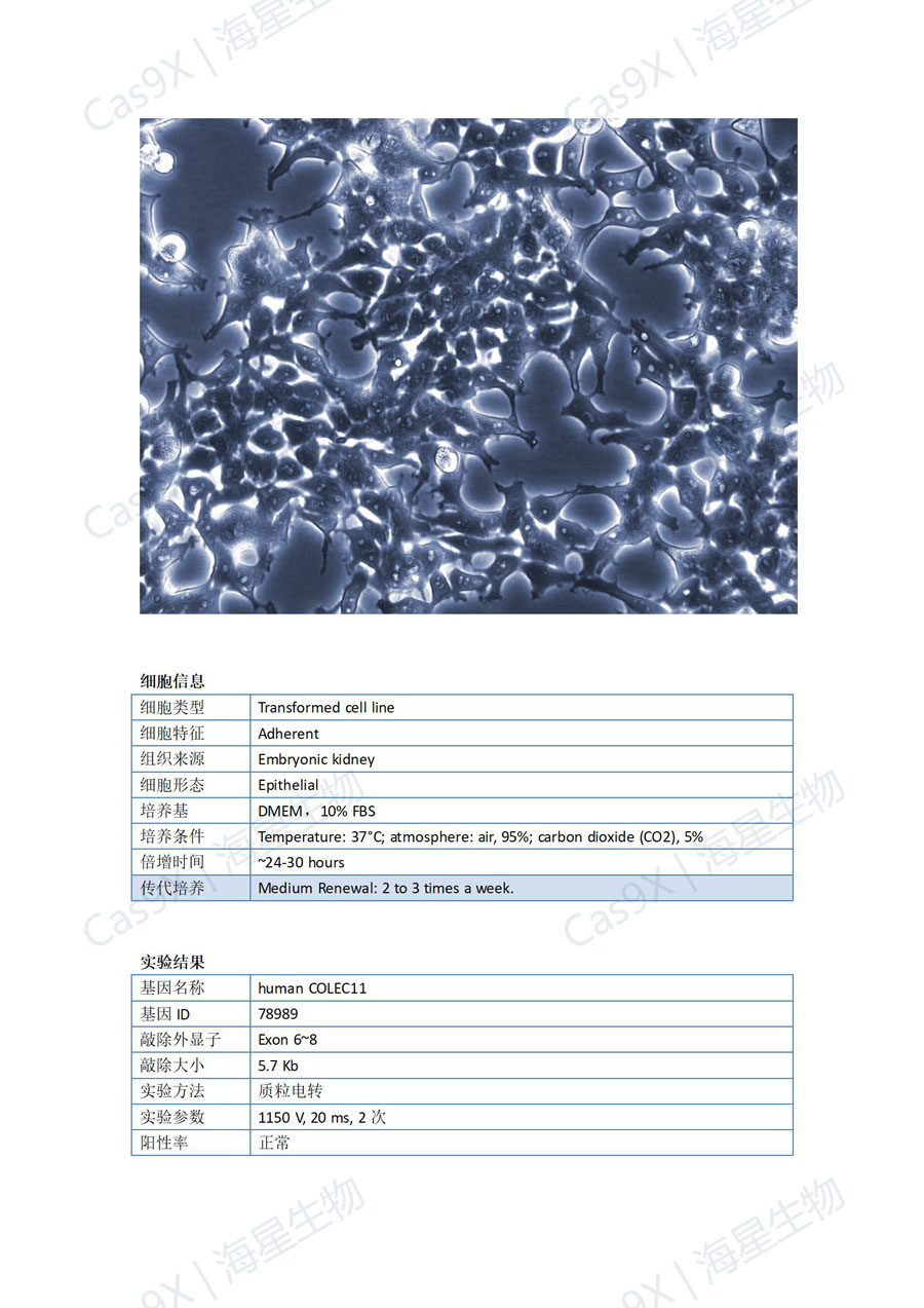 人胚肾细胞(HEK293 )COLEC11_01.jpg