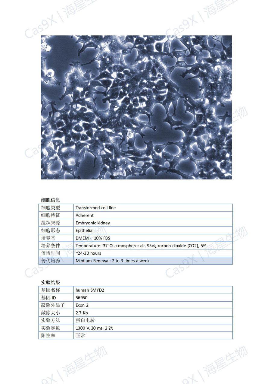 人胚肾细胞(HEK293T )SMYD2_01.jpg