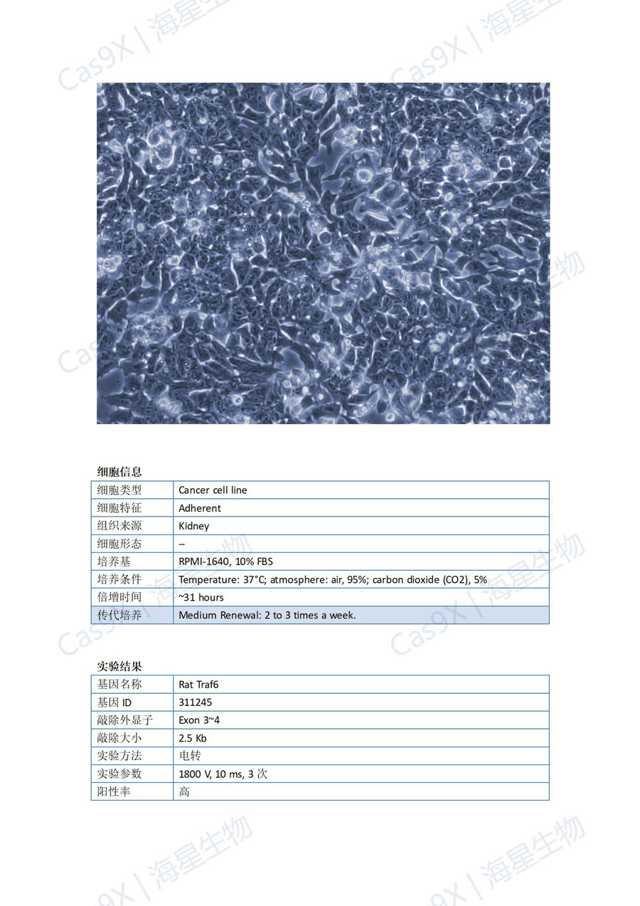 大鼠穆勒细胞(rmc-1)Traf6_01.jpg