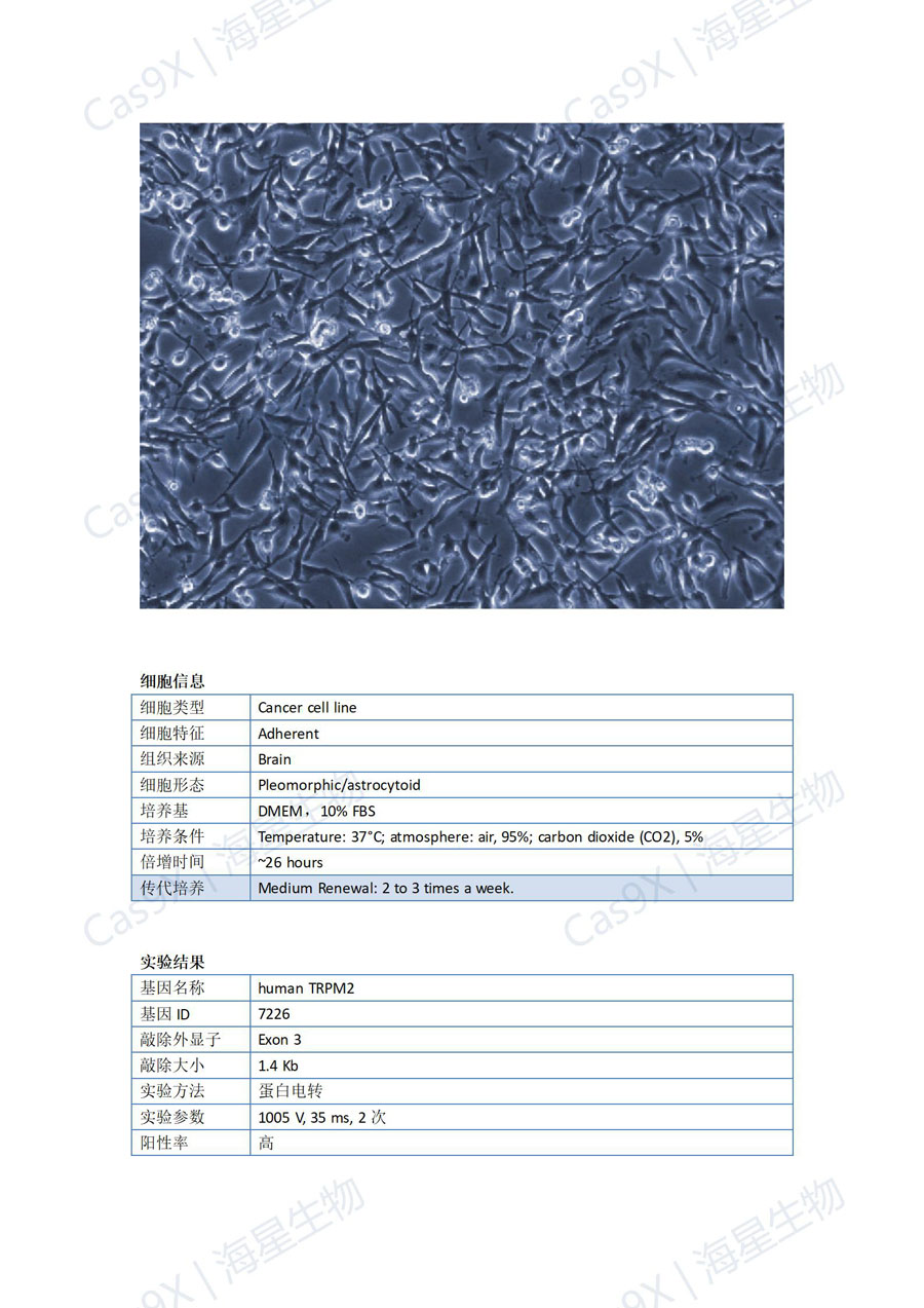 人胶质瘤细胞(U251 )TRPM2_01.jpg