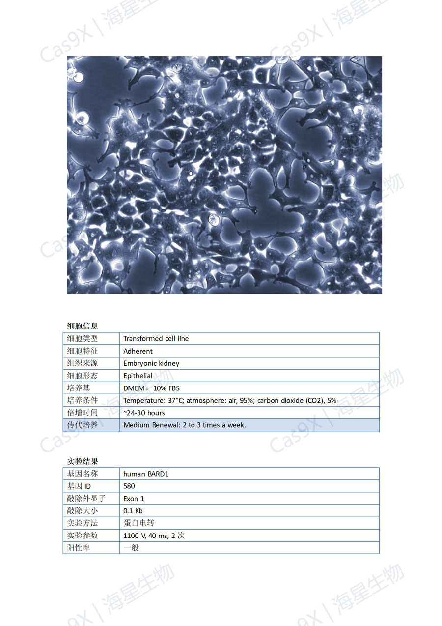 人胚肾细胞(HEK293 )BARD1_01.jpg