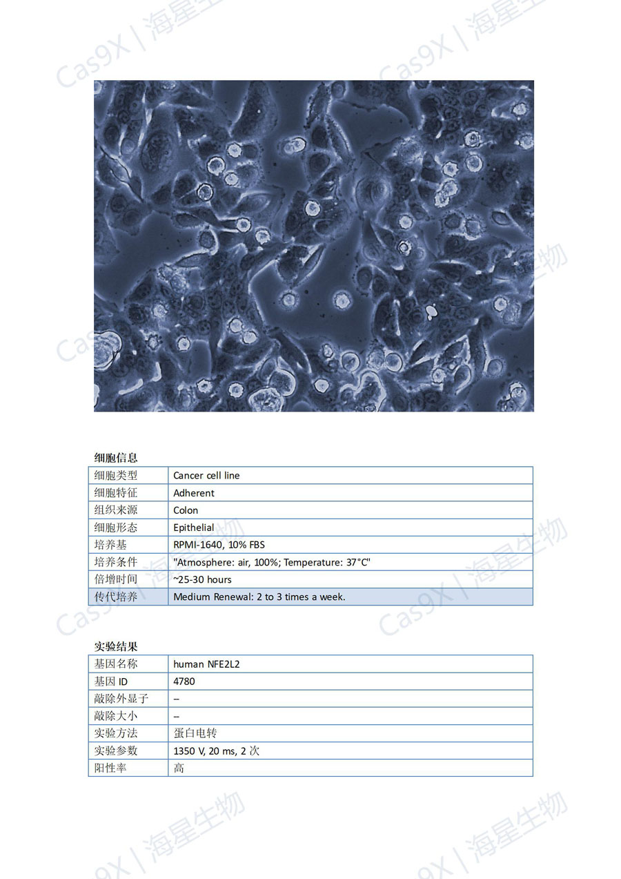 人结肠癌细胞(SW480 )NFE2L2 基因敲入成功案例_01.jpg