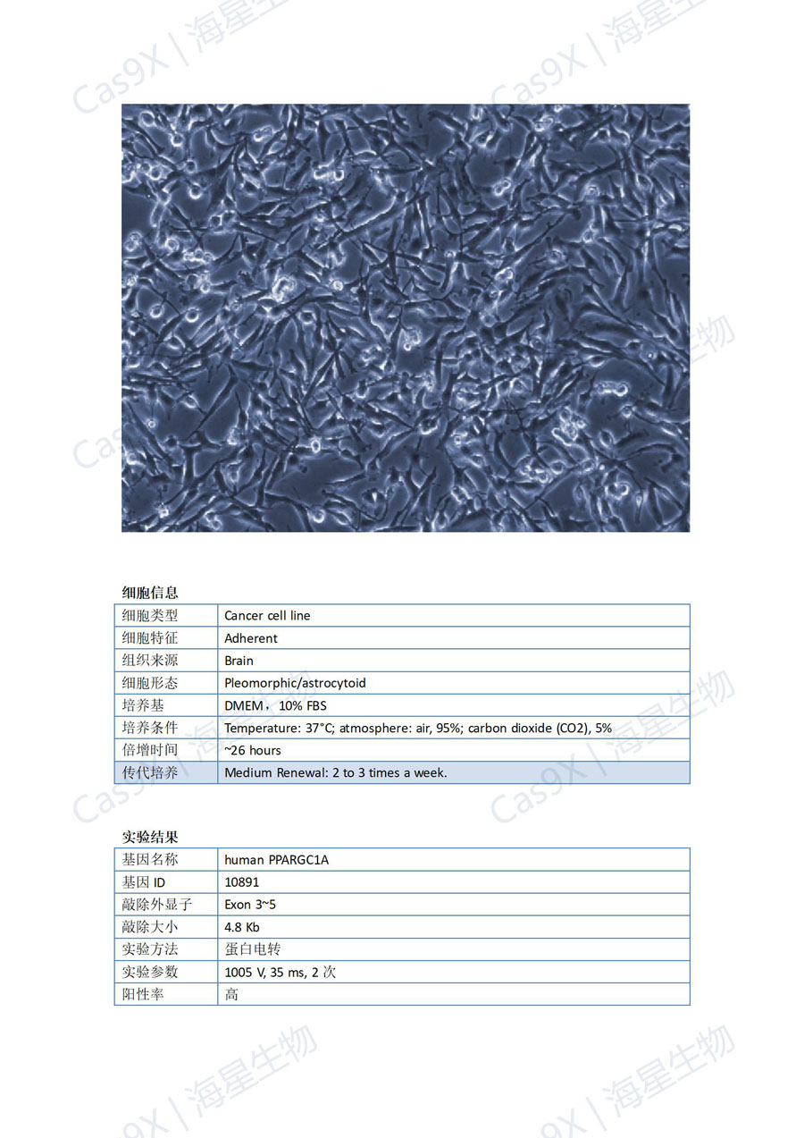 人胶质瘤细胞(U251 )PPARGC1A_01.jpg