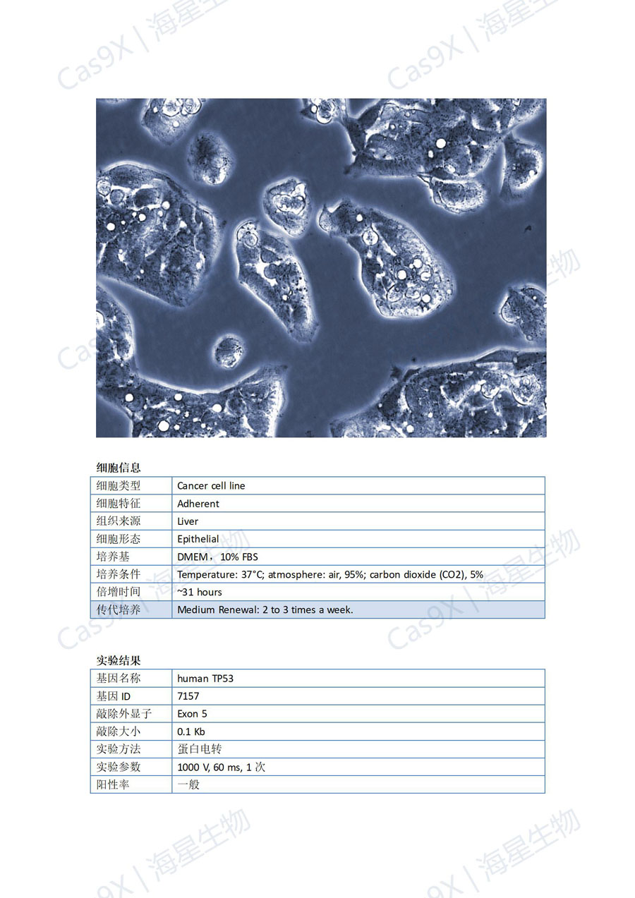人肝癌细胞(HepG2)TP53_01.jpg