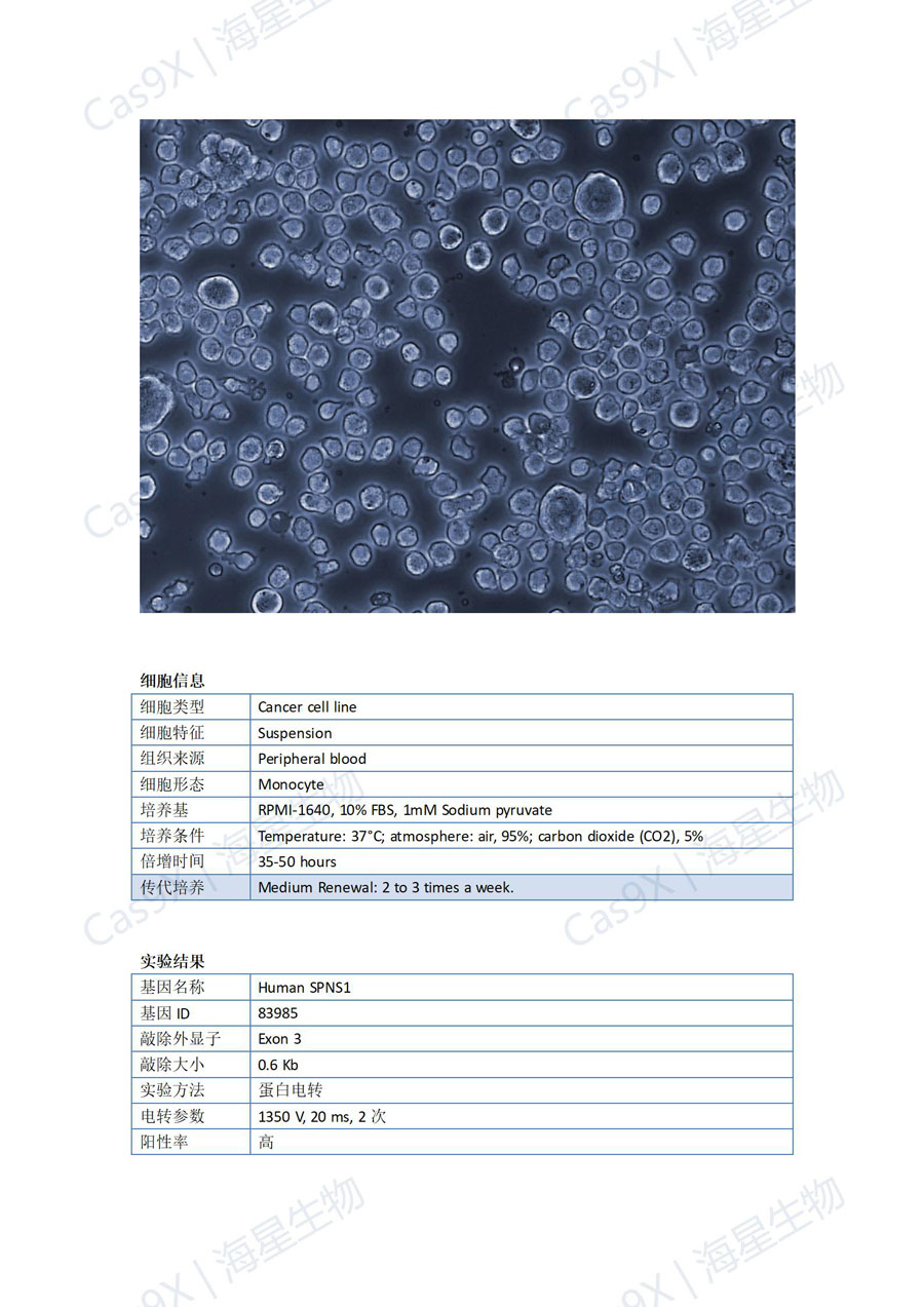 人急性单核细胞白血病细胞（THP-1 ）SPNS1_01.jpg