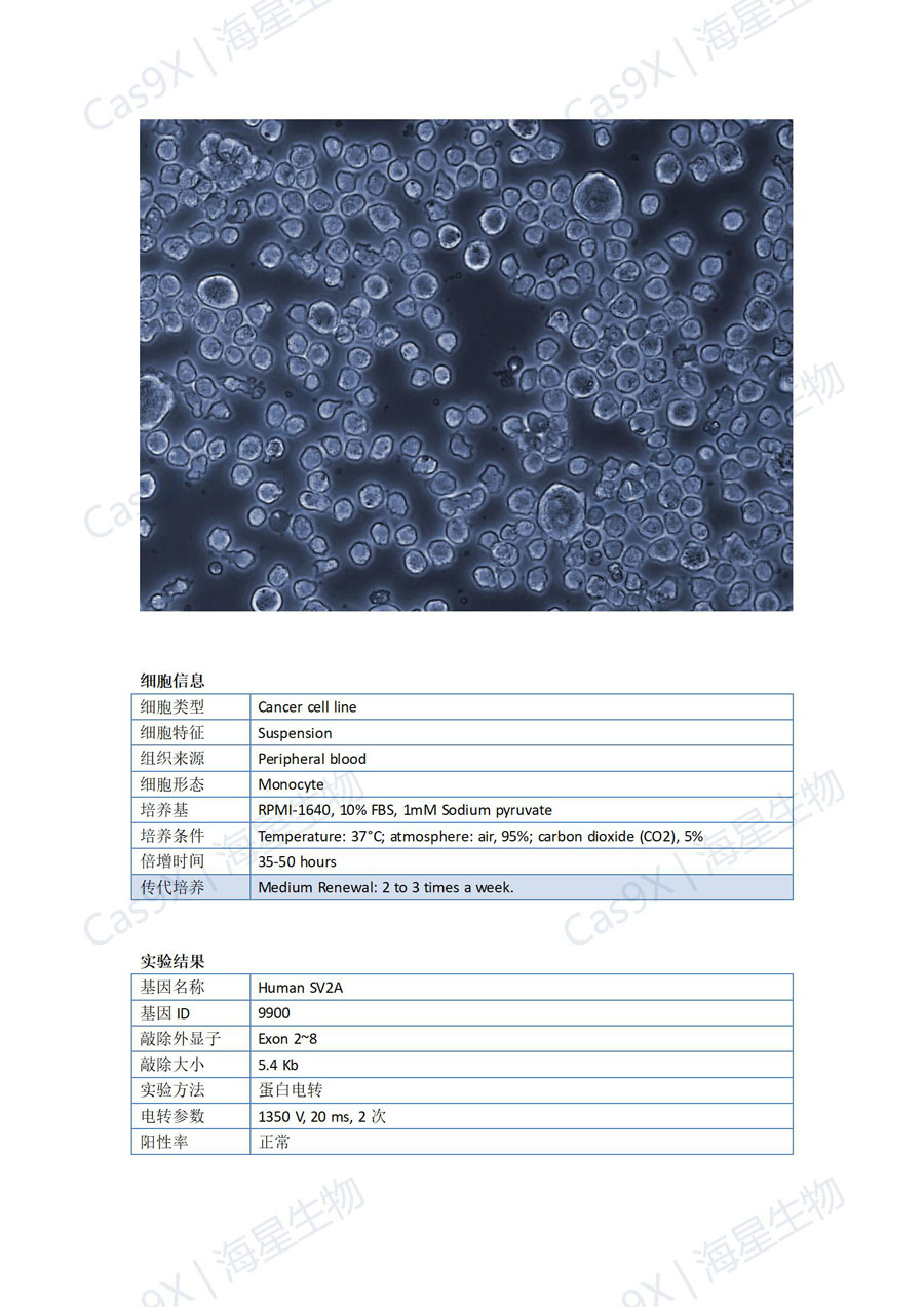人急性单核细胞白血病细胞（THP-1 ）SV2A_01.jpg
