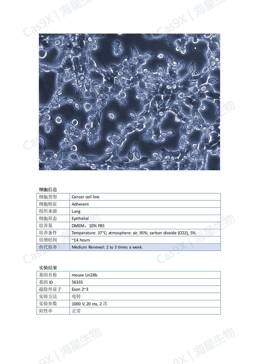 小鼠肺癌细胞(LLC )Lin28b_01.jpg
