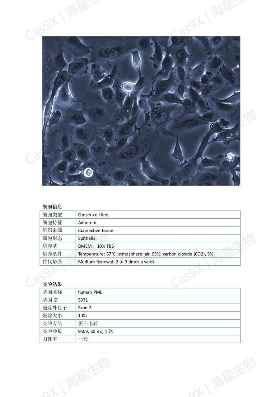 人纤维肉瘤细胞(HT1080 )PML_01.jpg