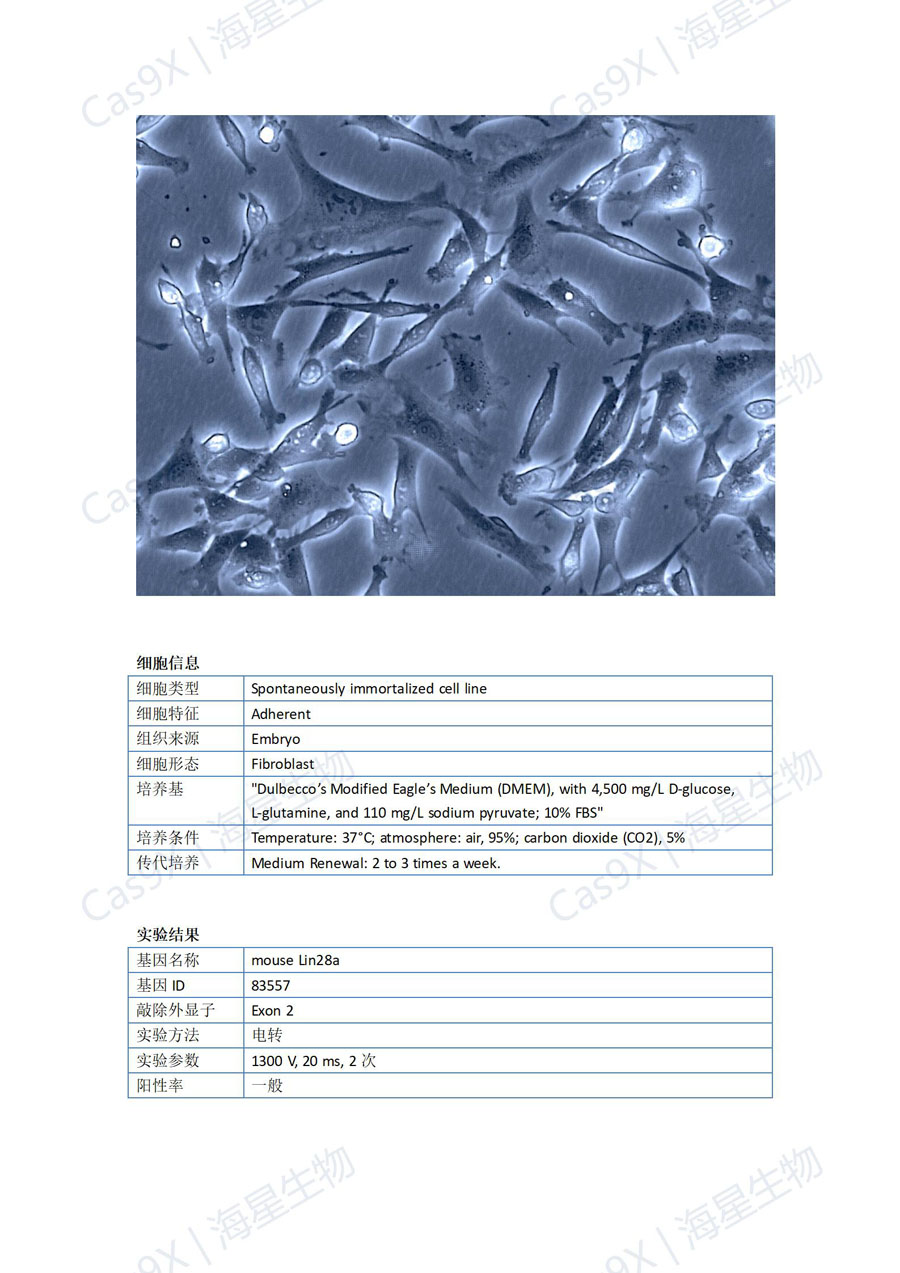 小鼠胚胎成纤维细胞(3T3-L1 )Lin28a_01.jpg