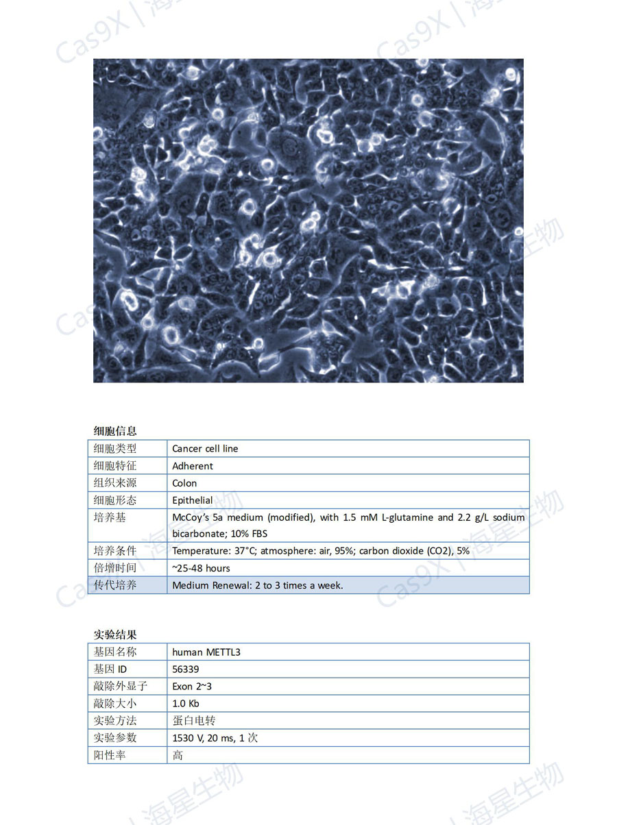人结肠癌细胞(HCT116 )METTL3.jpg
