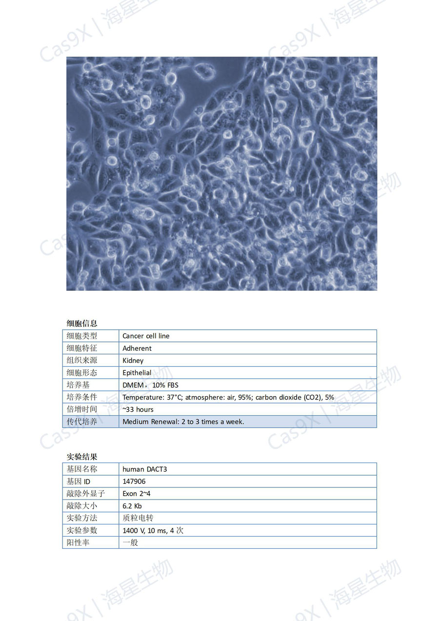 人肾细胞腺癌细胞ACHN(human DACT3)_01.jpg