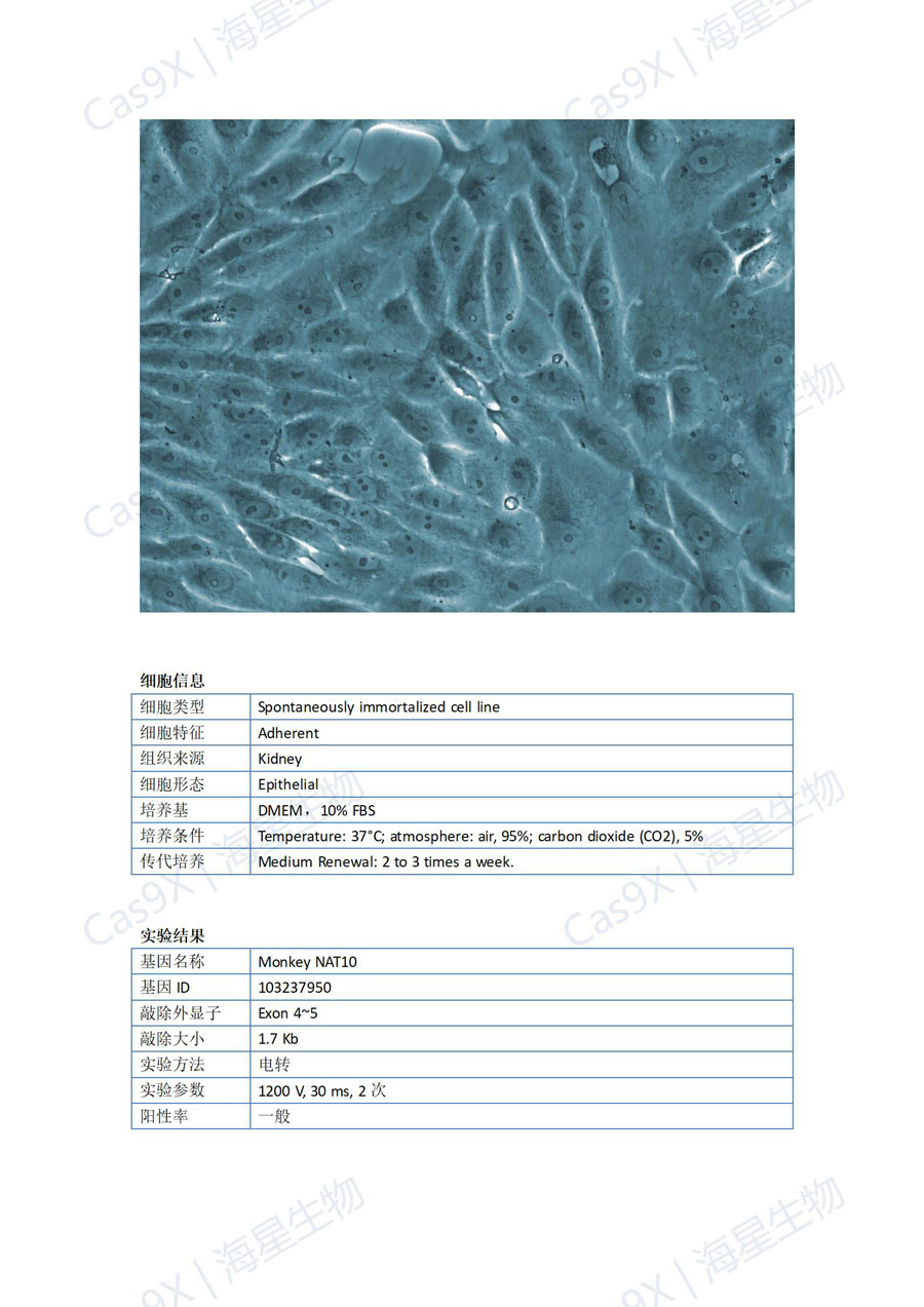 非洲绿猴肾细胞（Vero ）NAT10_01.jpg