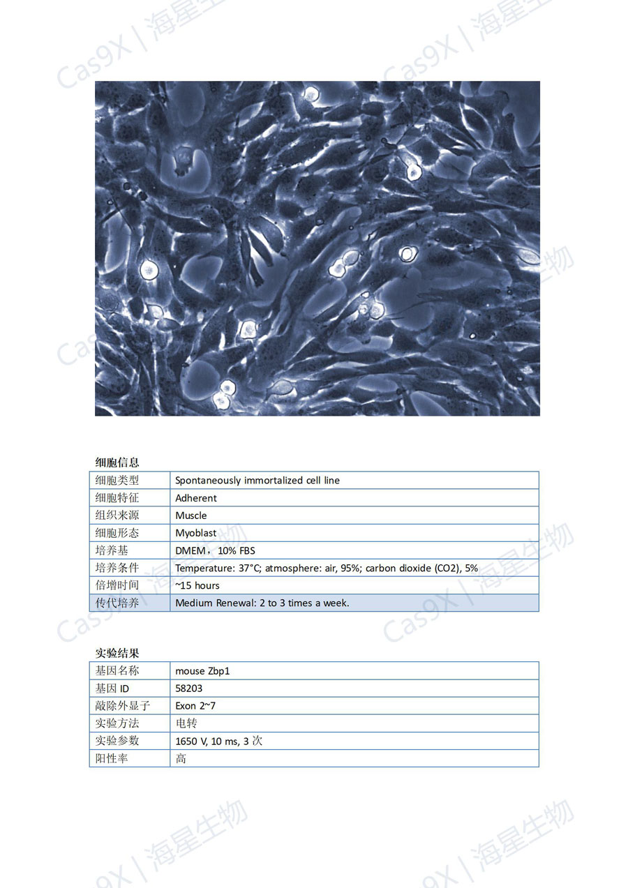 小鼠成肌细胞（C2C12 ）Zbp1_01.jpg
