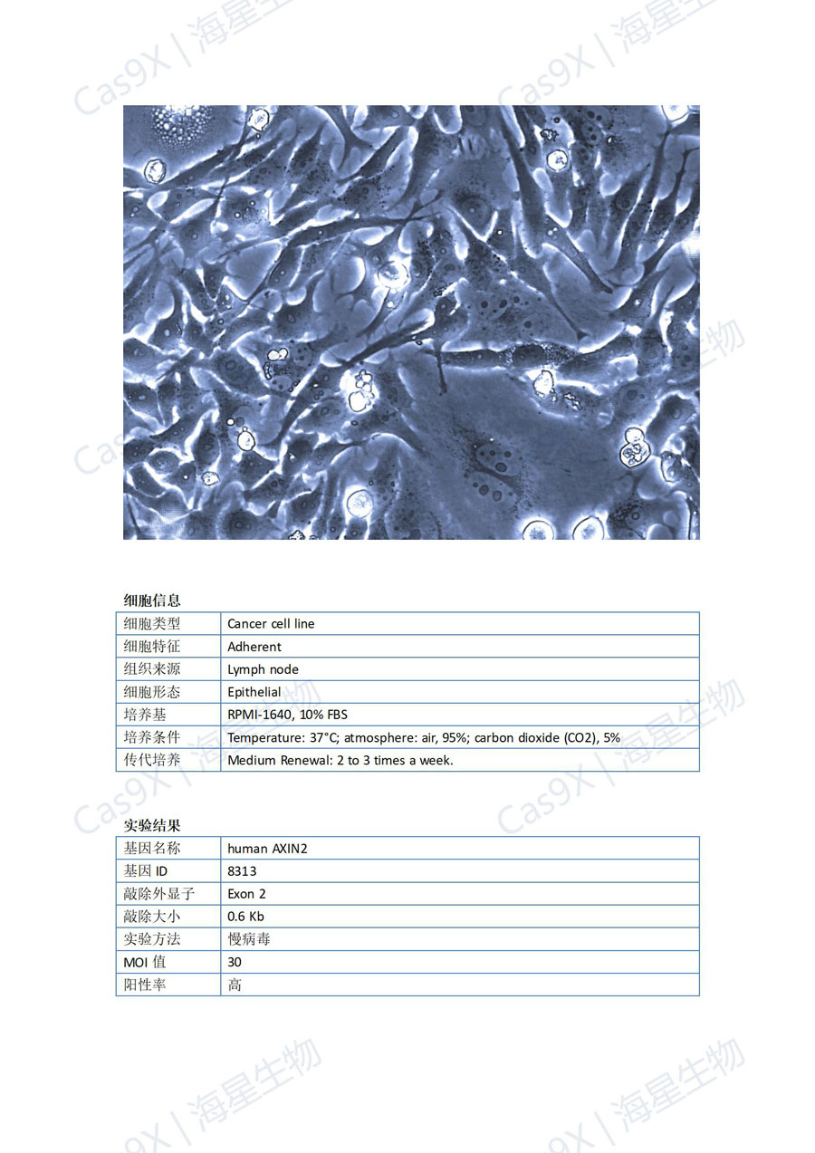 人胃癌细胞(HGC-27 )AXIN2_01.jpg