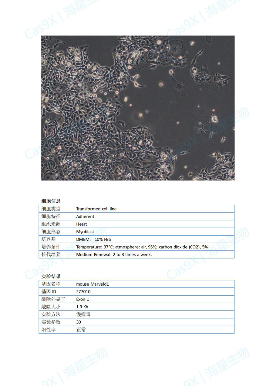 小鼠心肌细胞(HL-1 )Marveld1.jpg