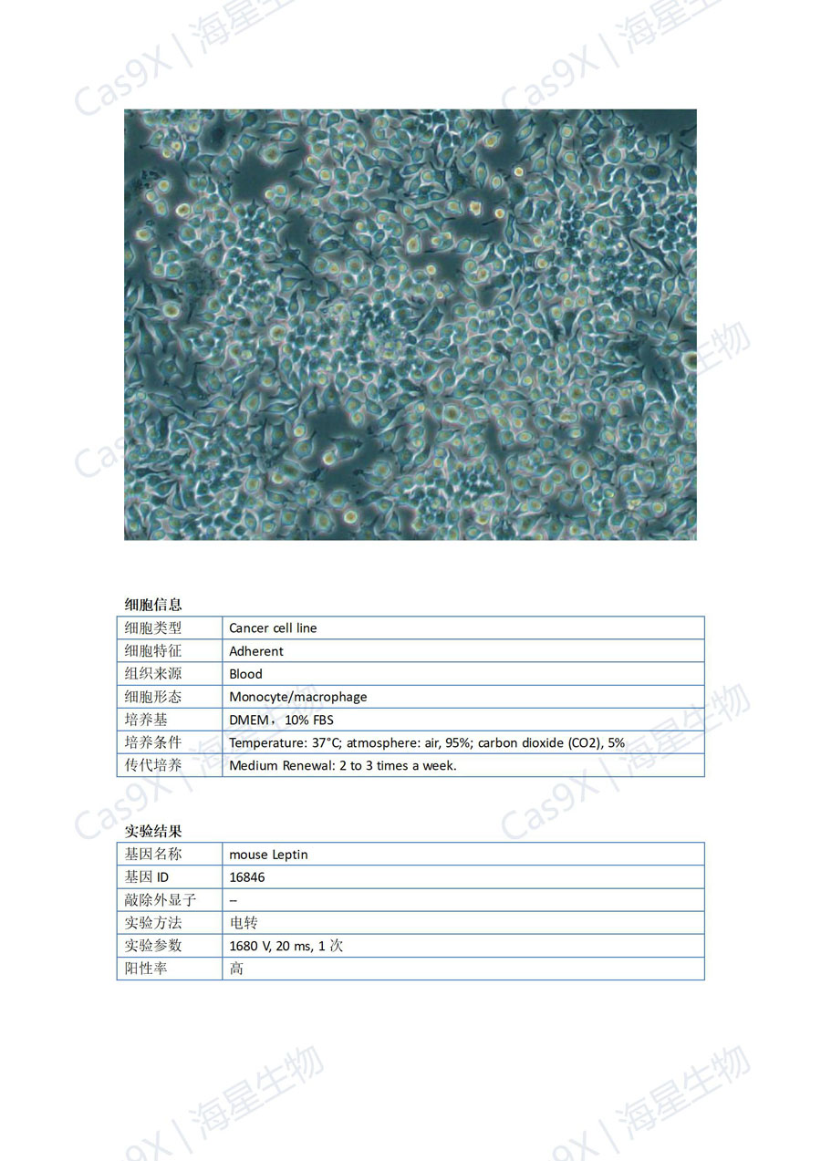 小鼠单核巨噬细胞白血病（RAW264.7 ）Leptin 基因敲入成功案例_01.jpg