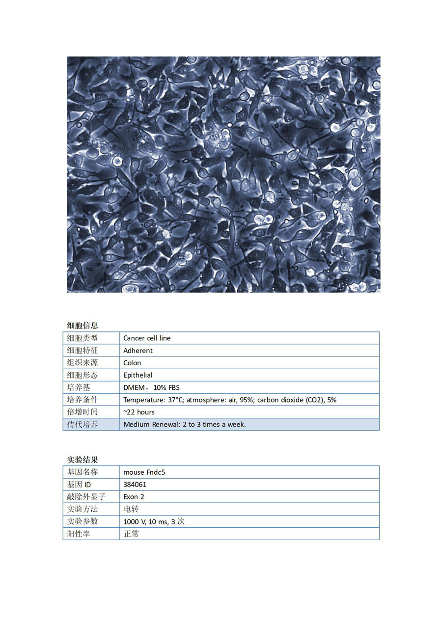 小鼠结肠癌细胞(MC-38 )Fndc5_01.jpg