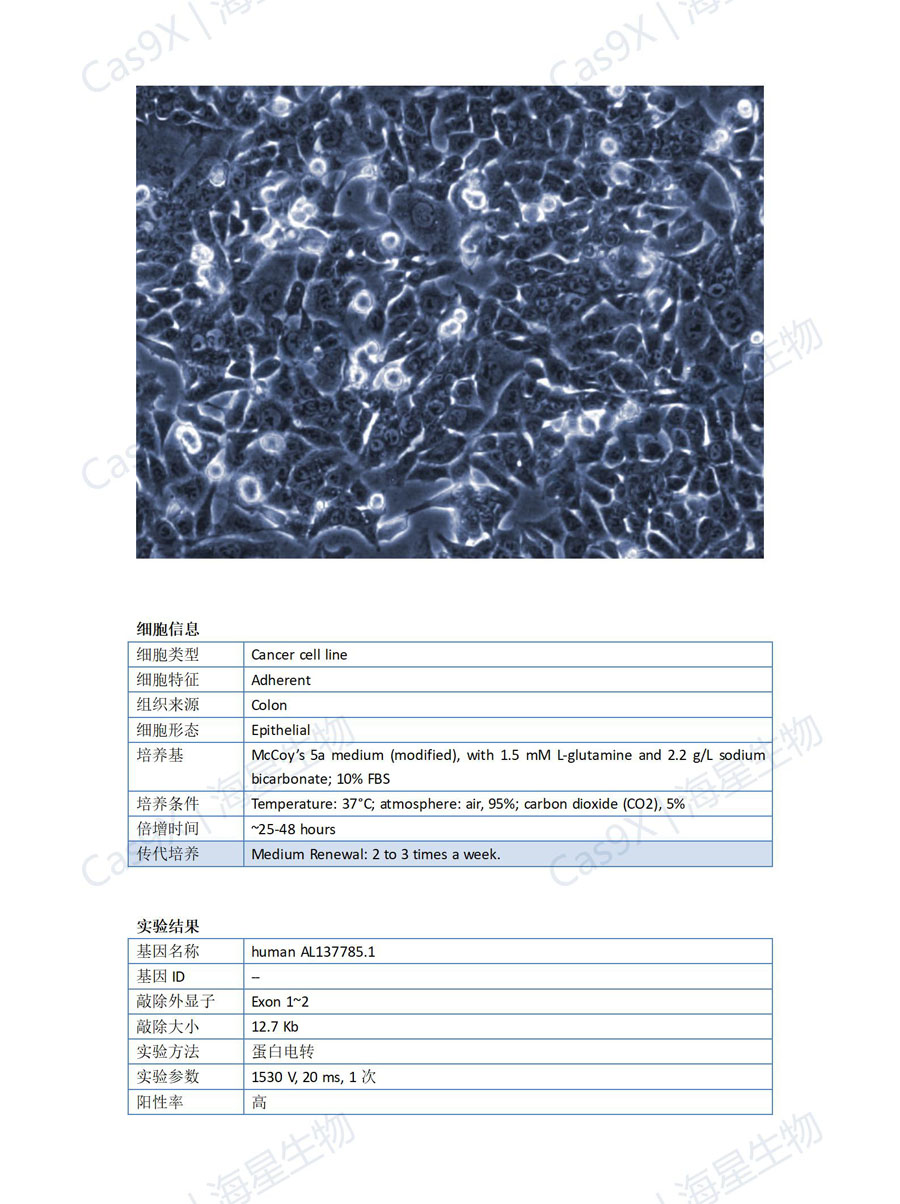 人结肠癌细胞(HCT116 )AL137785.1.jpg