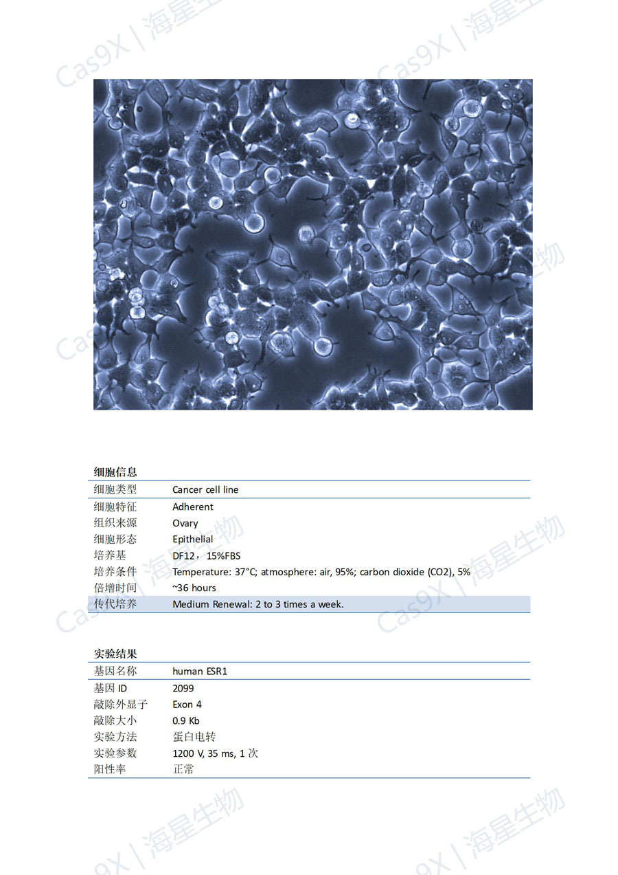人卵巢颗粒细胞瘤（KGN ）ESR1_01.jpg