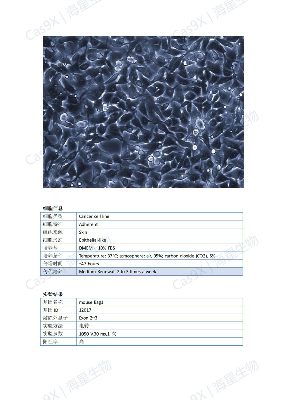 小鼠黑色素瘤细胞(B16-F10 )Bag1_01.jpg