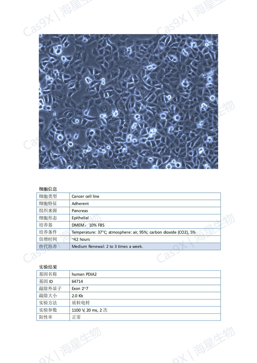 人胰腺癌细胞(PANC-1 )PDIA2_01.jpg