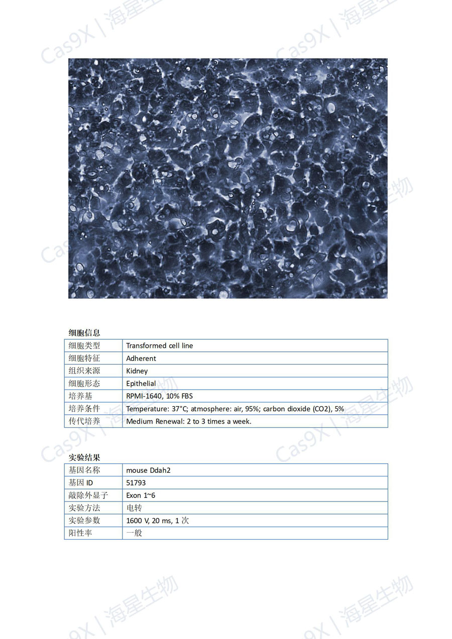 小鼠肾小管上皮细胞(TCMK-1 )Ddah2_01.jpg